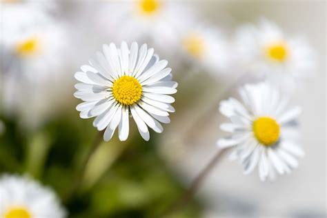 daidy blooms|Daisy Varieties: 34 Different Types of Beautiful Daisies